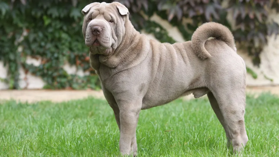 Shar Pei